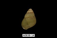 藏品(石田螺)的圖片